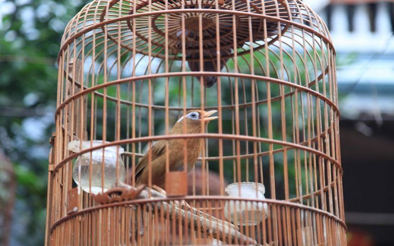 職人は鳥の特徴や習性を熟知していなければ適切な鳥かごを作ることはできない ⓒ VietnamNet 職人は鳥の特徴や習性を熟知していなければ適切な鳥かごを作ることはできない ⓒ VietnamNet